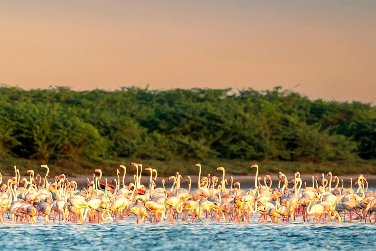 De Hikkaduwa/Galle/Mirissa : Udawalawa Safari &amp; à Ella