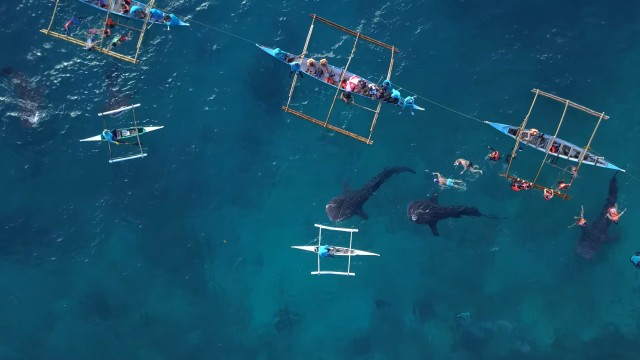 Visit Cebu Whale Shark Encounter & Canyoneering Expedition in Moalboal, Cebu