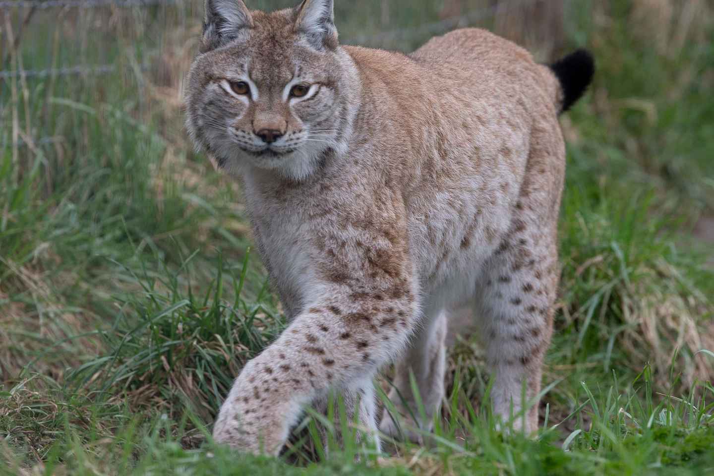 Линкольншир: билет в Парк дикой природы и динозавров ARK