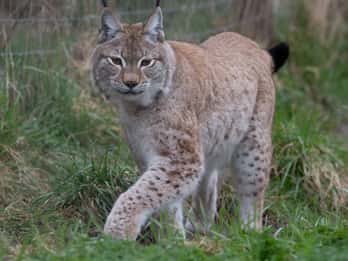 Lincolnshire: ARK Wildlife and Dinosaur Park Entry Ticket