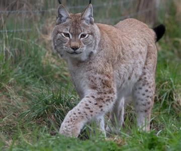 Lincolnshire: ARK Wildlife and Dinosaur Park Entry Ticket