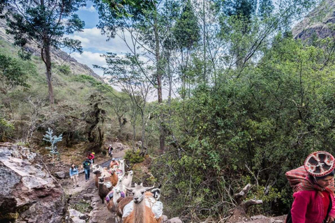 From Cusco: Alpaca and Llama Tour & Picnic |Private|