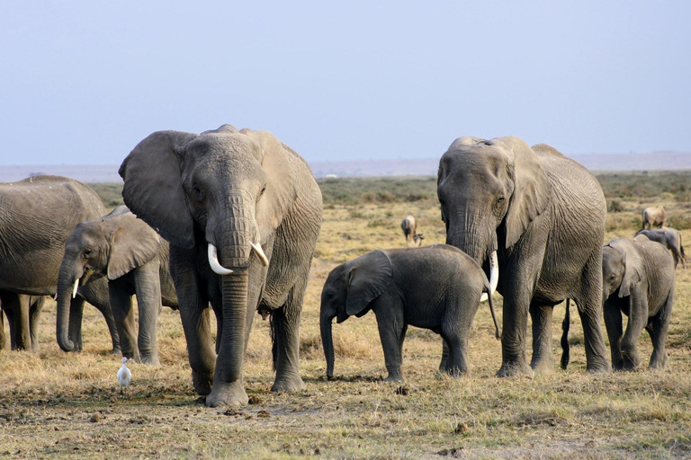 Kenia: Fly-In-Safari nach Amboseli vom Hafen Mombasa 2 TageKenia: Flugsafari nach Amboseli vom Hafen Mombasa, 2 Tage