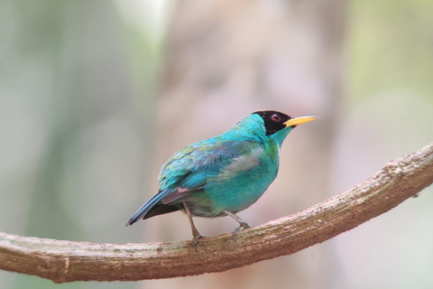 Visite du parc national de Manuel Antonio.