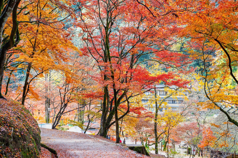 1-Day Tour from Nagoya: Korankei Gorge & Inari Fox Shrines