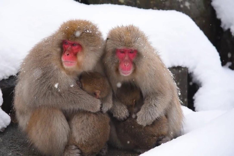 Nagano : Singes des neiges, temple Zenkoji et saké - visite privée d'une journéeExcursion d'une journée aux singes des neiges, au temple Zenkoji et au saké