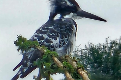 Halvdagsutflykt till Nairobis nationalpark med upphämtning från hotell