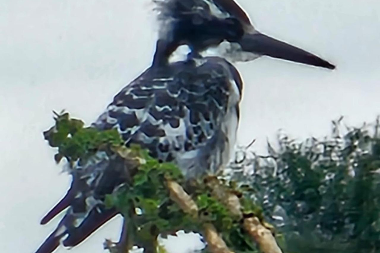 Halvdagsutflykt till Nairobis nationalpark med upphämtning från hotell