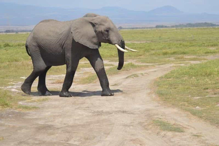 Tour di un giorno della fauna selvatica di Amboseli e visite ai villaggi Masai