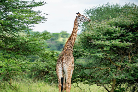 Halvdags safari i Nairobis nationalpark med upphämtning