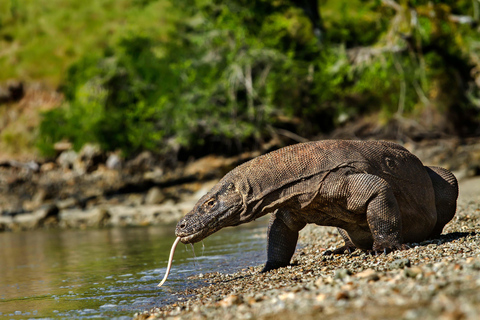 From Labuan Bajo: 3-Day Komodo Islands Boat Tour with Meals
