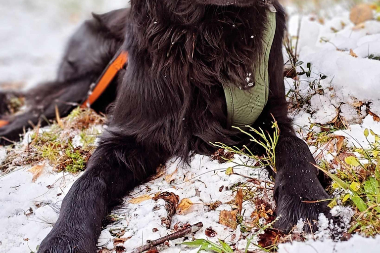 Oslo: Forest Hike with Panoramic Fjord Views and a dog