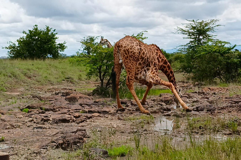 Tour di un giorno del Parco Nazionale di Nairobi e del Centro delle Giraffe