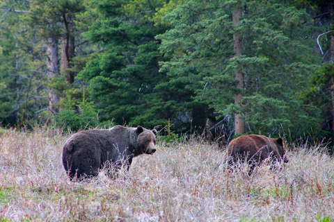 Banff: Guided Nature Walk with Bear Country Safety Tips