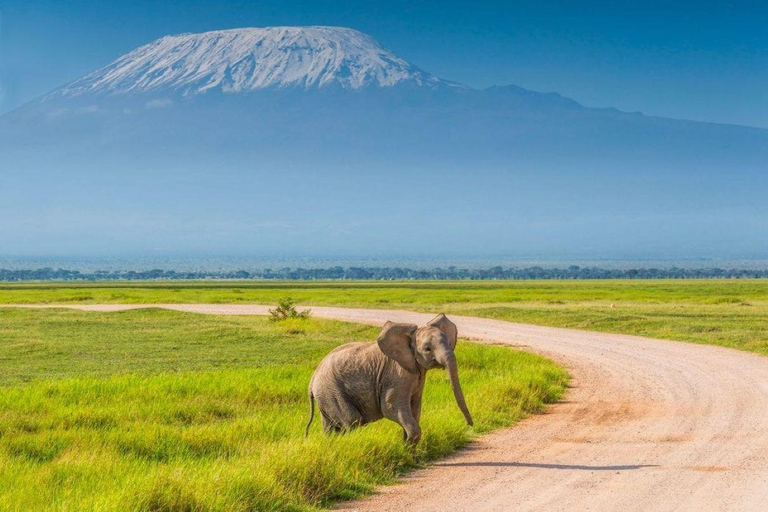 6 giorni, Safari di gruppo a Masai Mara, Lago Nakuru e Amboseli