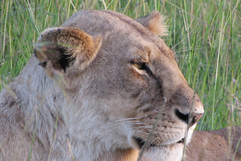 From Nairobi: 5-Day Samburu and Meru National Parks Safari