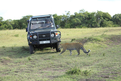 Au départ de Delhi : 3 jours de safari au léopard et visite du Triangle d&#039;OrVisite privée avec hébergement en hôtel 5 étoiles