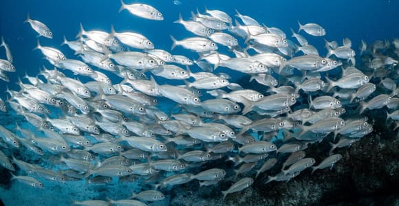 Lanzarote: Guided Snorkel Tour with free photos & videos