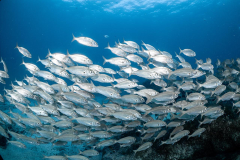 Lanzarote: Guided Snorkel Tour with free photos & videos