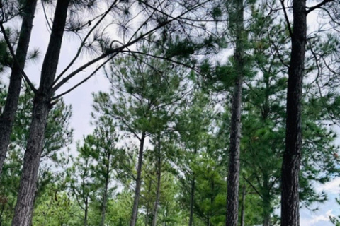 Nadi: Wycieczka do wodospadu z przekąskami i lunchemNadi: Wycieczka do wodospadu z poczęstunkiem i lunchem