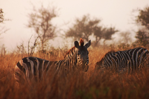 Krüger National Park - 4 Tage Safari TourKrüger National Park - 4 Tage Safari Tour - En-suite Chalet