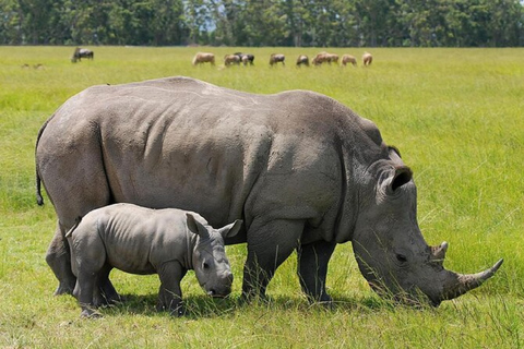 Game Drive w Parku Narodowym Nairobi