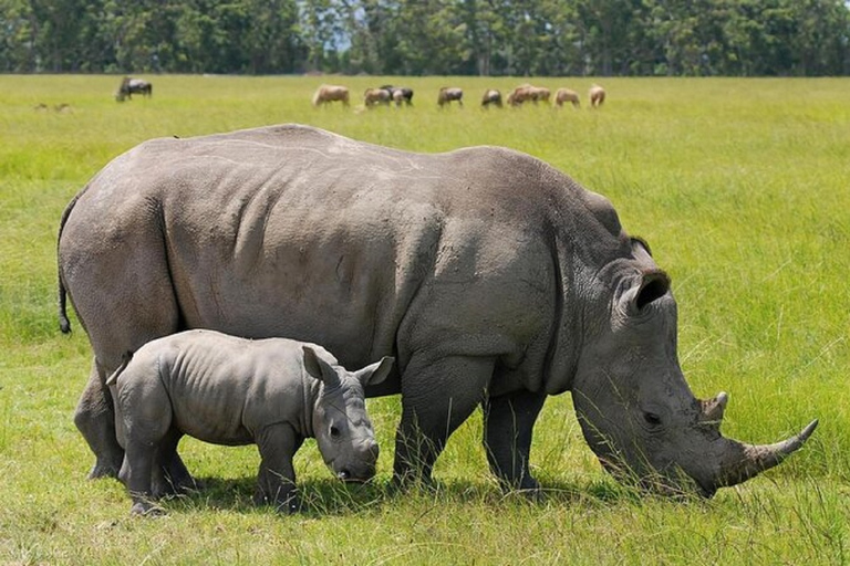 Game Drive w Parku Narodowym Nairobi