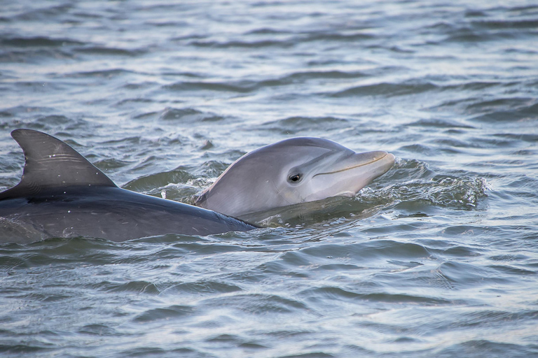 Charleston/Folly Beach: Sandbars & Swimming (BYOB) 3 Hour Private Trip