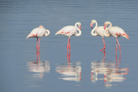 Arusha: 5-Day Safari to Tarangire, Lake Manyara, and …