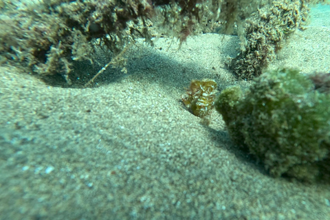 Try dive and have a wonderful experience in Lanzarote Diving in Lanzarote at the most beautiful area