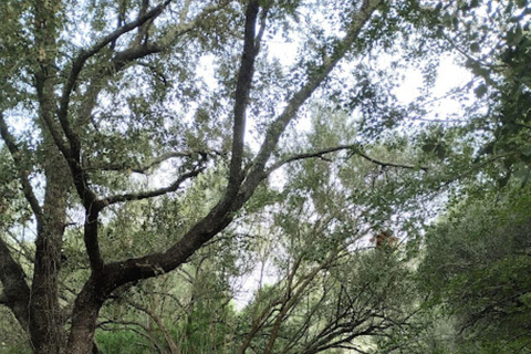 baño de bosque / bany de forêt