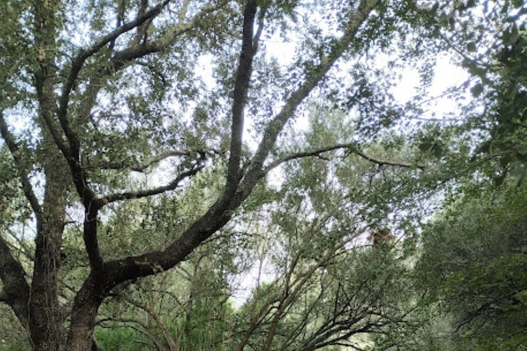 baño de bosque / bany de forêt