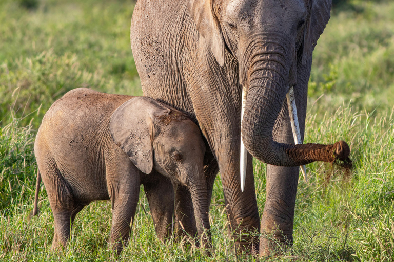 Z Zanzibaru: 2-dniowe safari w Serengeti z lotami krajowymi