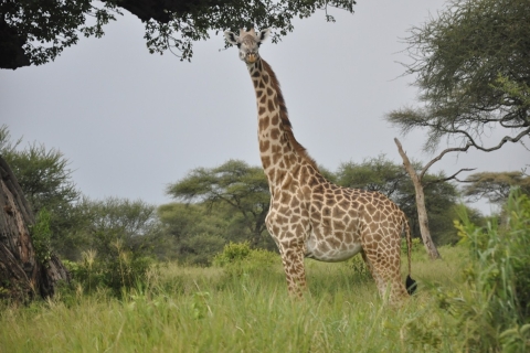 6 jours de safari en camping en Tanzanie