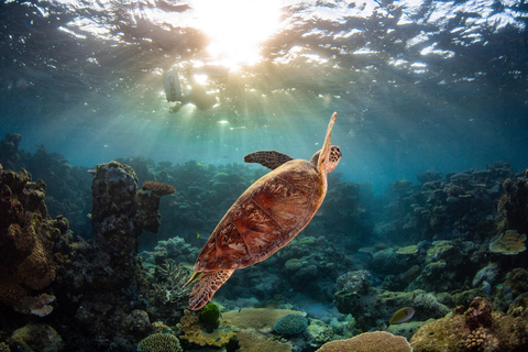 Cairns: Best Value All-inclusive Reef Trip With Scuba Dive