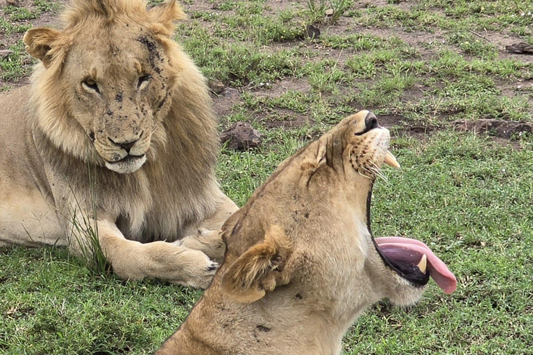 7 Days Best of Uganda Wildlife & Gorilla Encounter