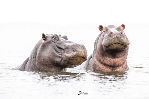 Des chutes Victoria au parc national de Chobe : 1 jour d'aventure safari