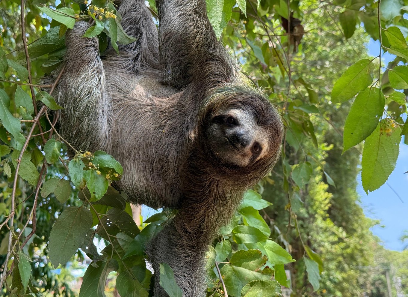 Manuel Antonio Nationalpark: Guidet tur med ENTRÉ INKLUDERET