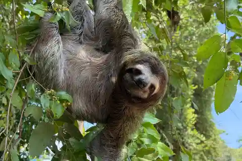 Manuel Antonio Park: Guidad tur för att se djur och strandtid