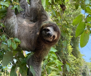 Manuel Antonio Park: Guided Tour to see animals & beach time