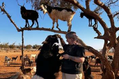 Agadir/Taghazout: Buggy, Goats in Argan Trees & Moroccan Tea Agadir: Buggy Adventure, Goats in Argan Trees & Moroccan Tea