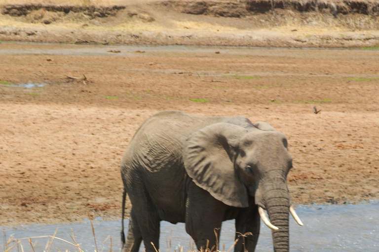 Tarangire National Park Daytrip