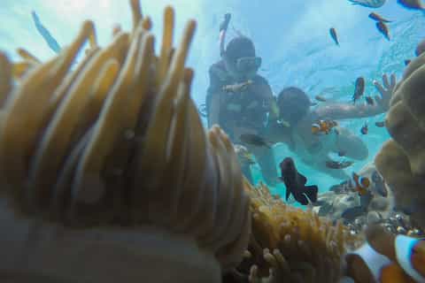 From Phuket: Phi Phi, Maya, Bamboo, & Maiton Island Day Trip
