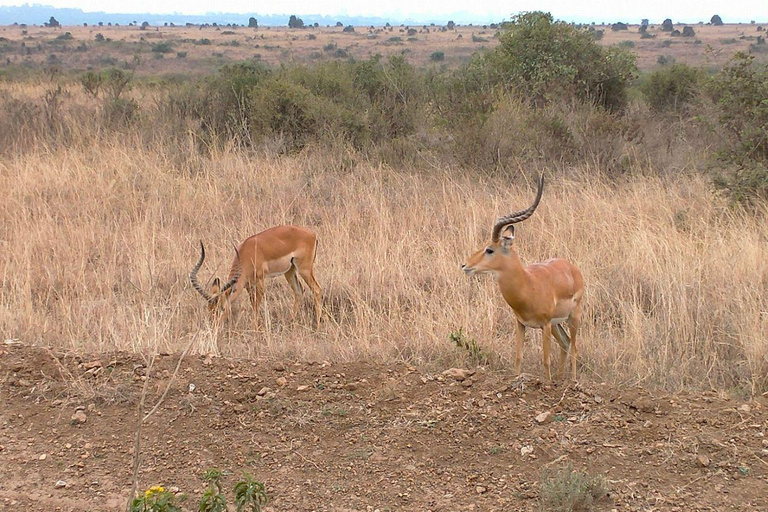 Nairobi National Park: Early Morning or afternoon adventure Early morning game drive in a Landcruiser JEEP