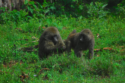 Arusha National Park: Day Trip with Walking Safari & Canoe Shared Day Trip Transfer & Game Drive (Fees Excluded)