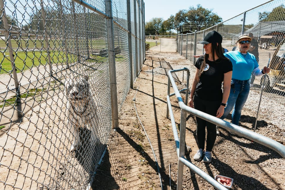 Alpine: Lions Tigers & Bears Animal Sanctuary Guided Visit