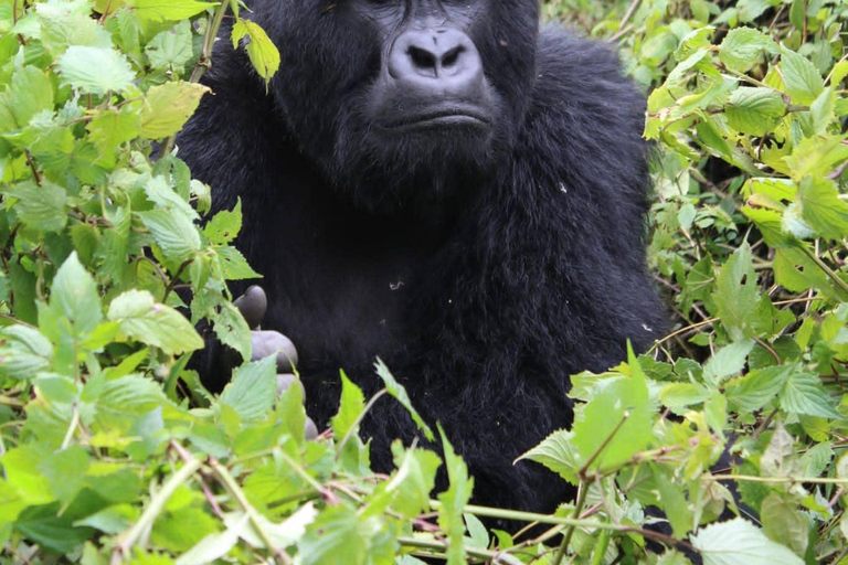 3 jours de trekking pour les gorilles et les singes dorés