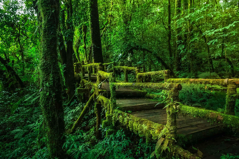 Park Narodowy Doi Inthanon i szlak turystyczny Kew Mae Pan Nature Trail