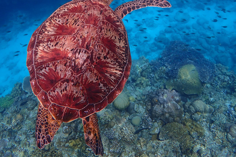 From Naha: Kerama Islands Snorkeling Boat Trip with Turtles