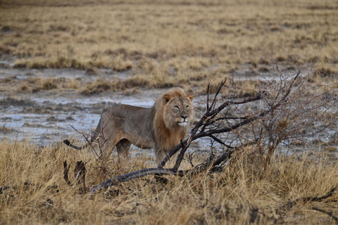 Windhoek: 3-Day Guided Safari in Etosha with Lodge